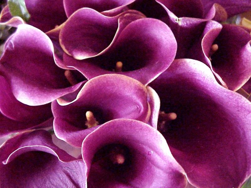 Something Purple
